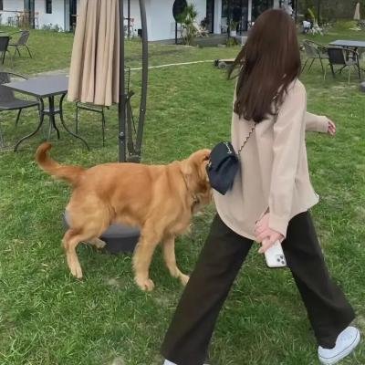 吸血狗